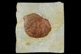 Fossil Leaf (Zizyphoides) - Montana #115254-1